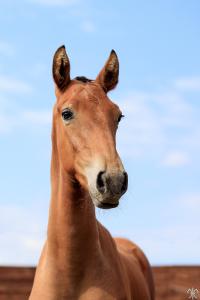 Photo cheval a vendre SENEGAL DE LA GESSE